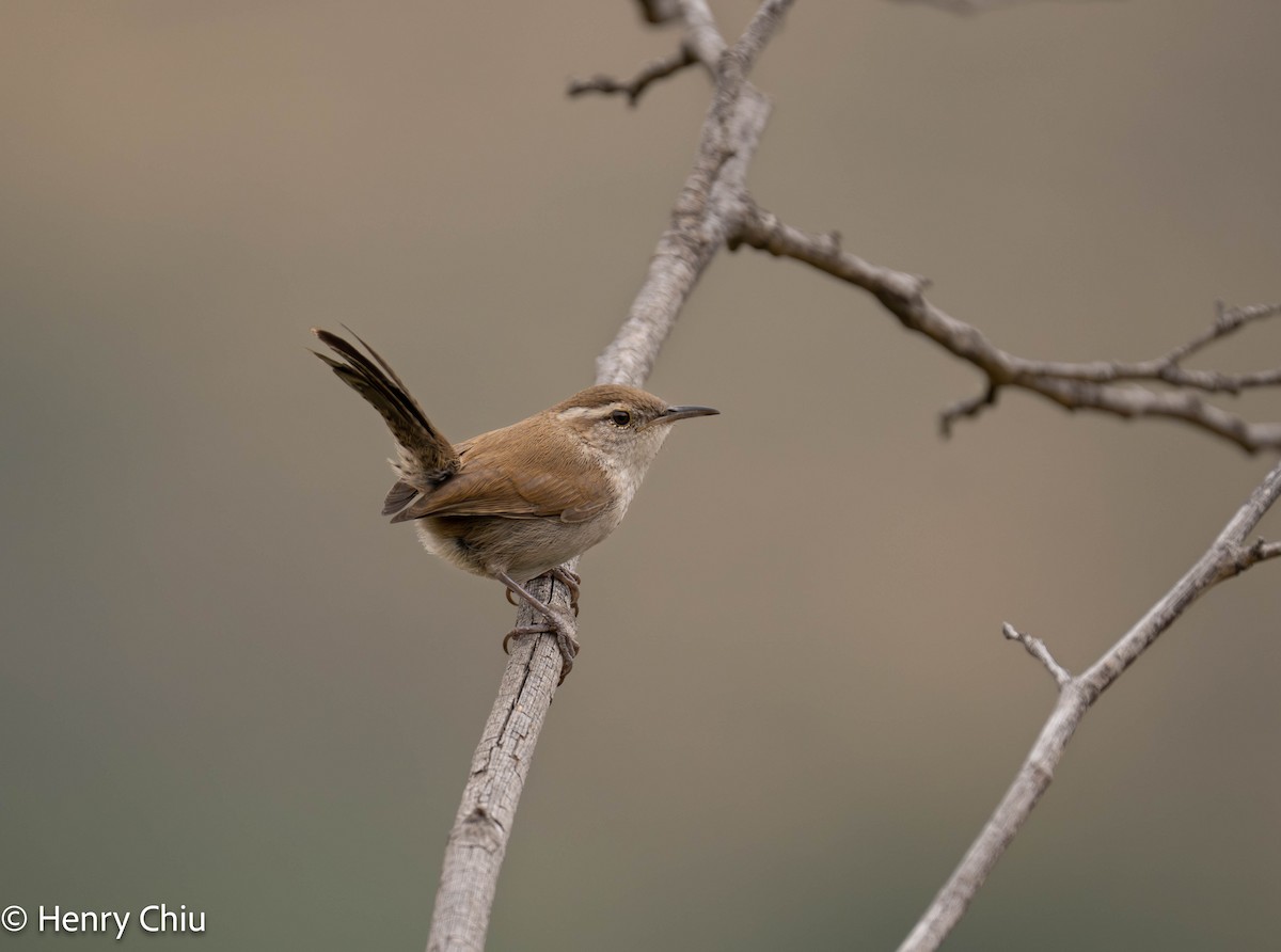 Bewick's Wren - Henry Chiu