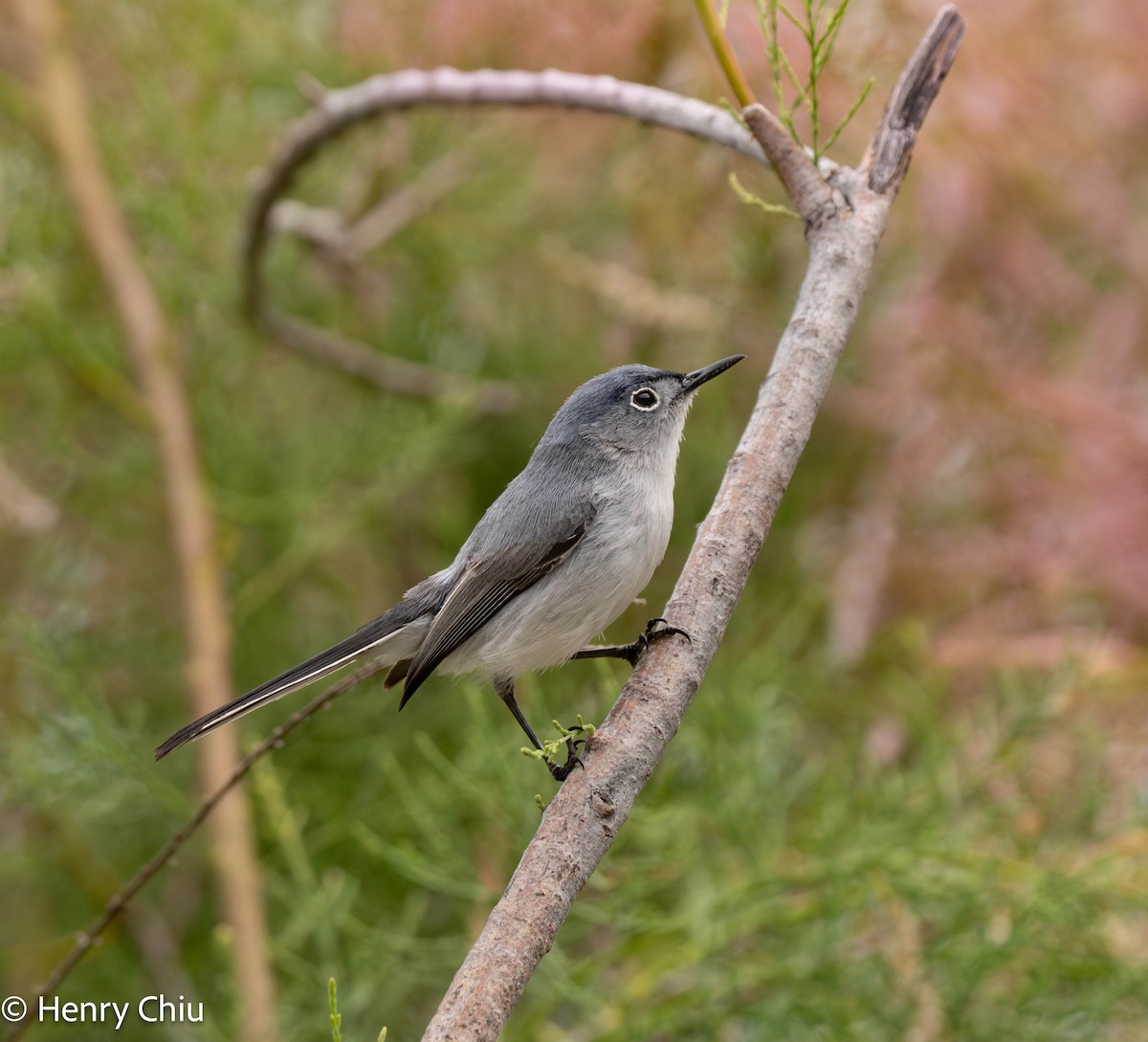 Blue-gray Gnatcatcher - ML583436581