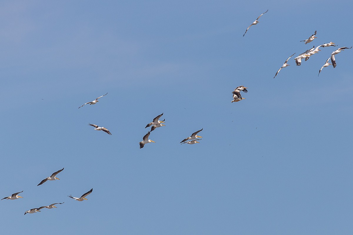 Great White Pelican - ML583436911