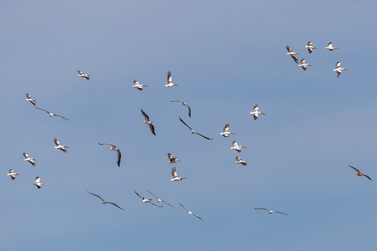 Great White Pelican - ML583436921