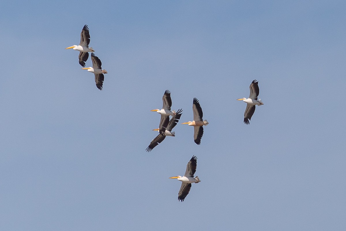 Great White Pelican - ML583436931