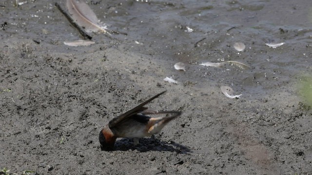 Golondrina Risquera (grupo pyrrhonota) - ML583437601