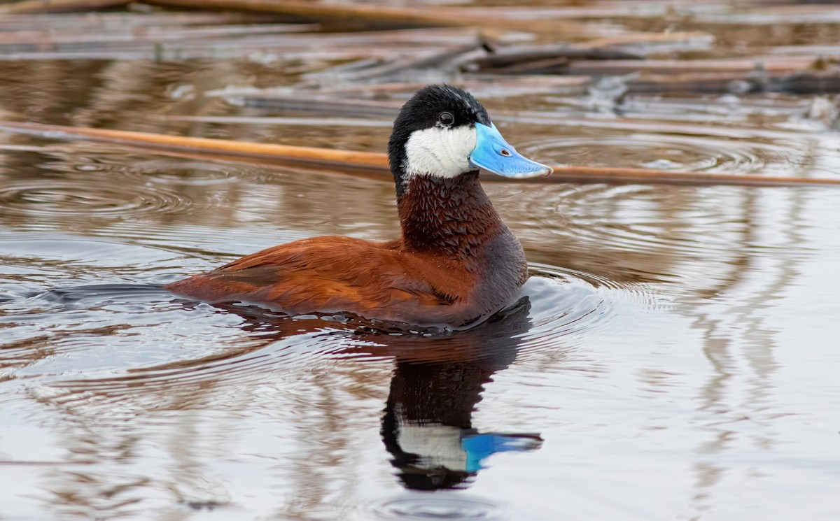 Ruddy Duck - George Armistead | Hillstar Nature