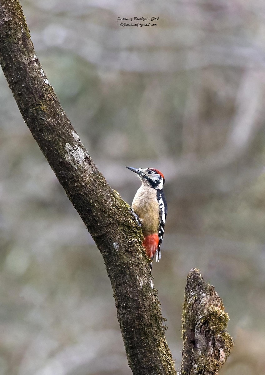 Himalayan Woodpecker - ML583438541