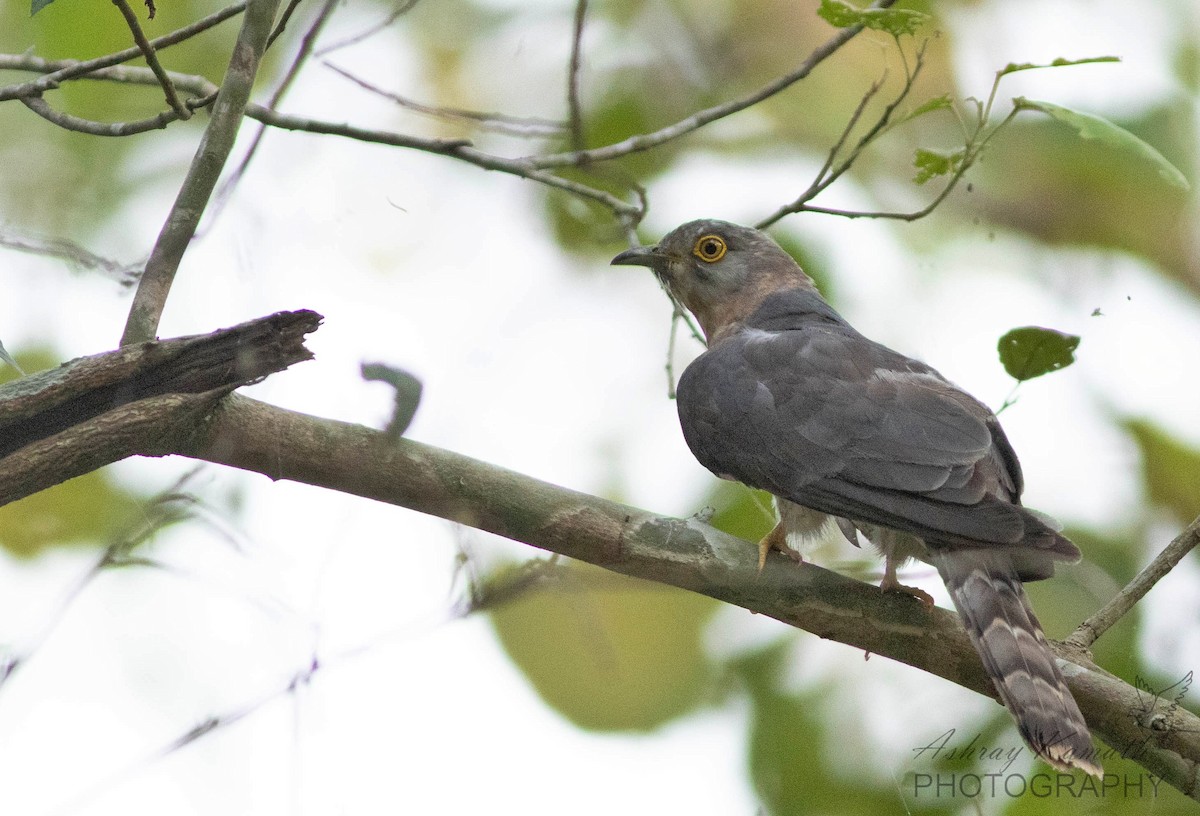 Common Hawk-Cuckoo - ML583438621