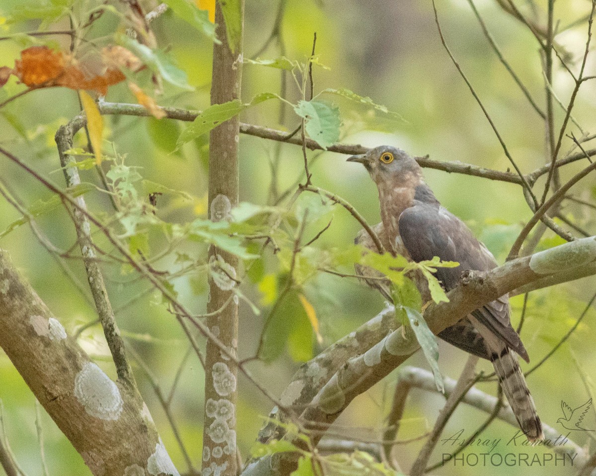 Common Hawk-Cuckoo - ML583438631