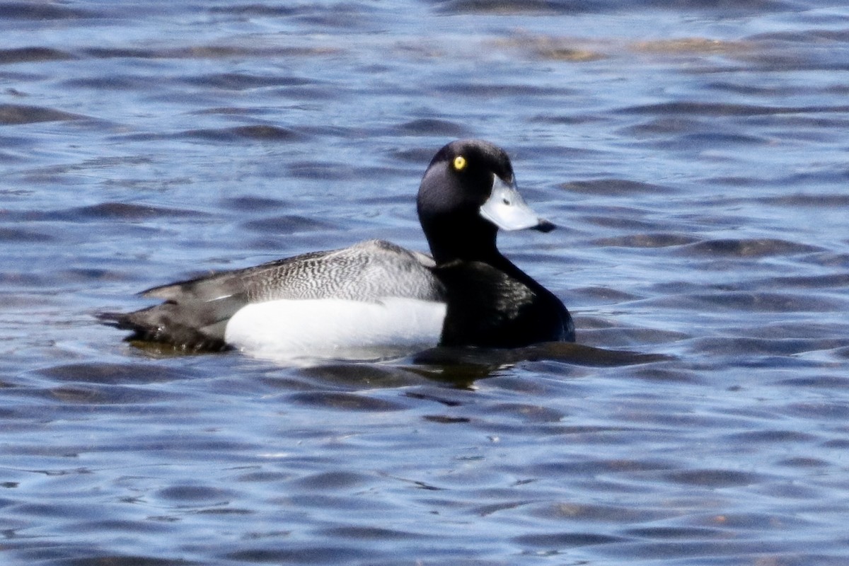 Greater Scaup - ML583440681