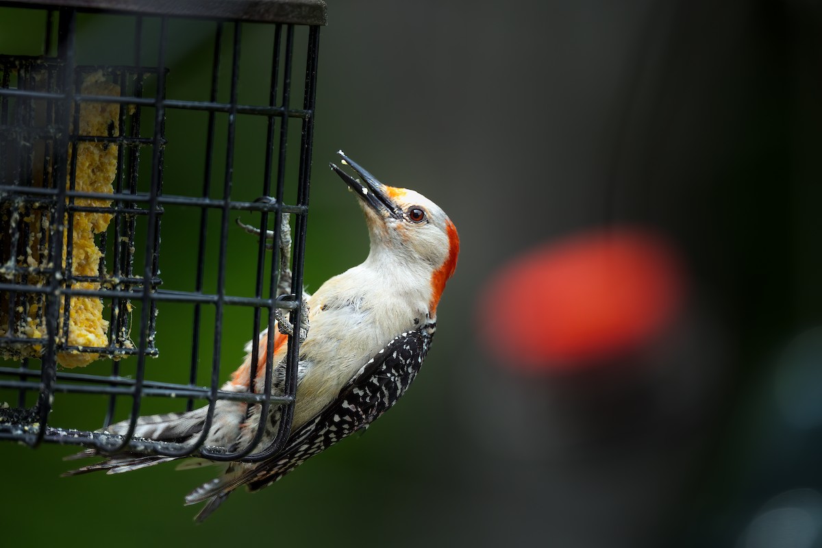 Red-bellied Woodpecker - ML583440711
