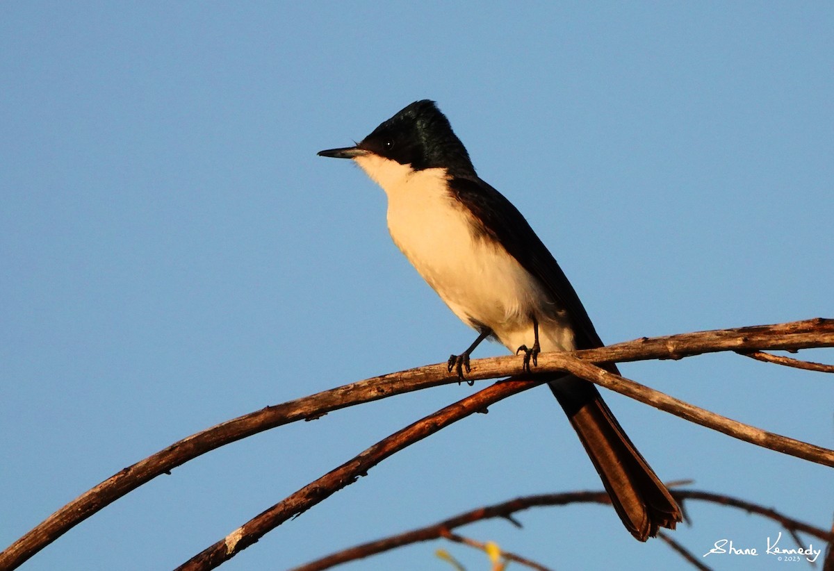 Restless Flycatcher - ML583441361