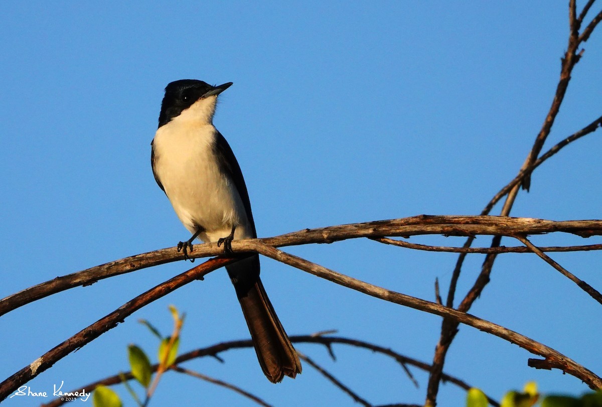 Restless Flycatcher - ML583441371