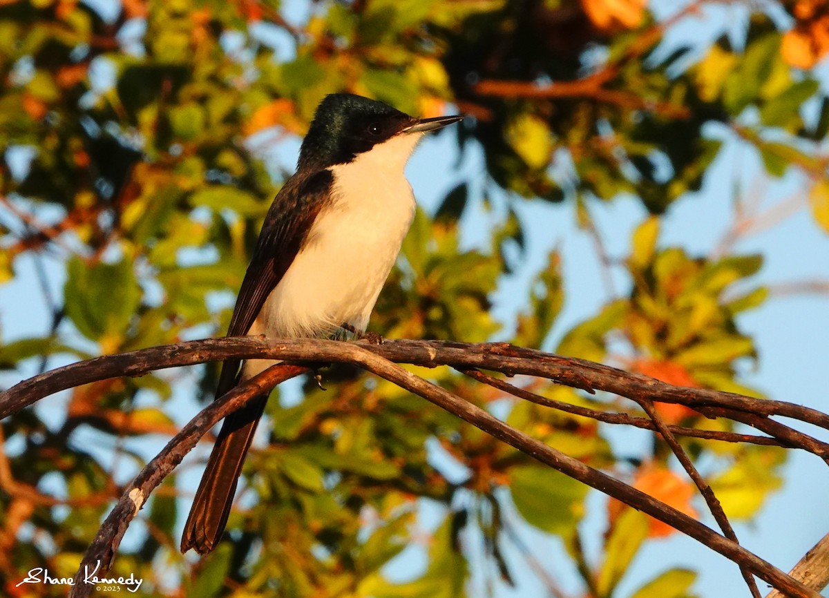 Restless Flycatcher - ML583441391