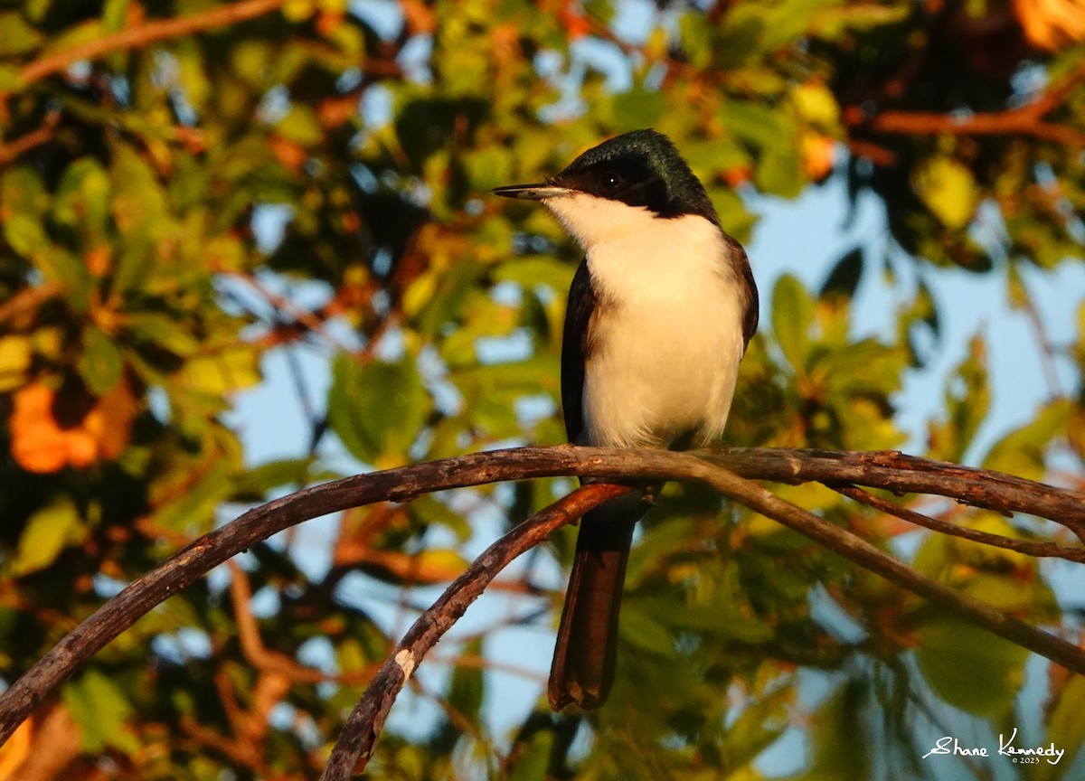 Restless Flycatcher - ML583441401
