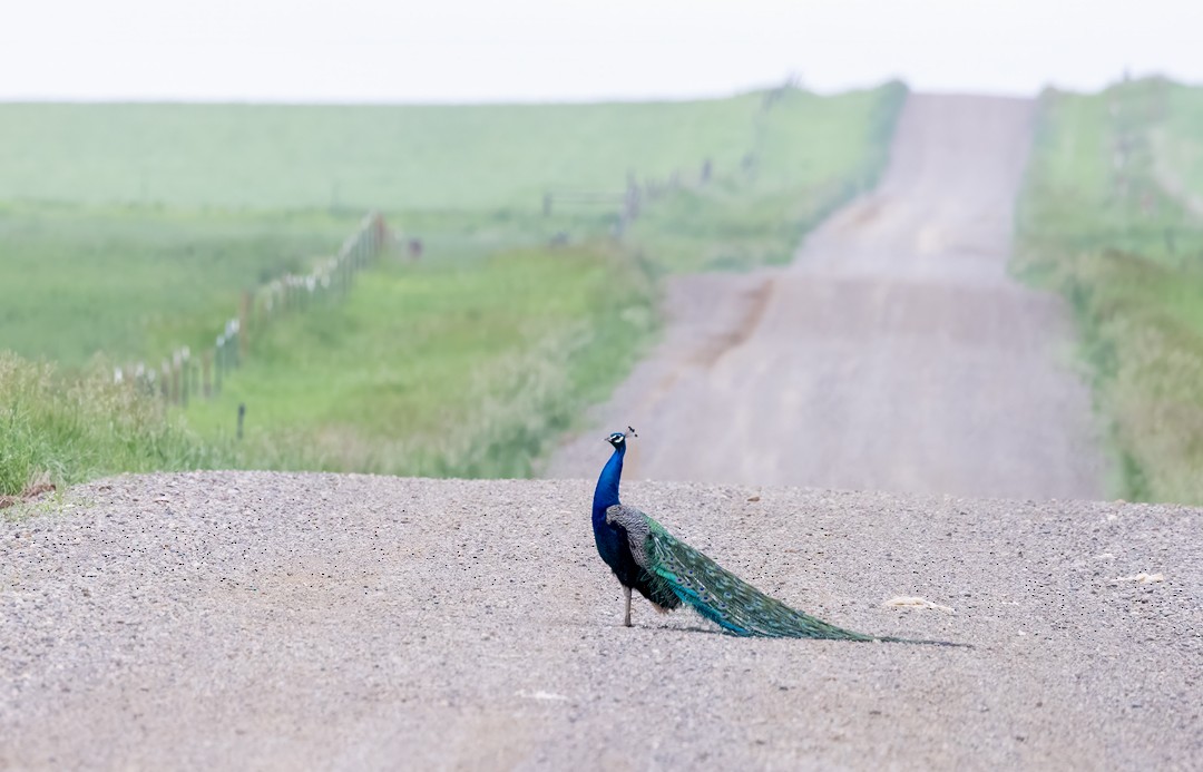 Indian Peafowl (Domestic type) - ML583442581