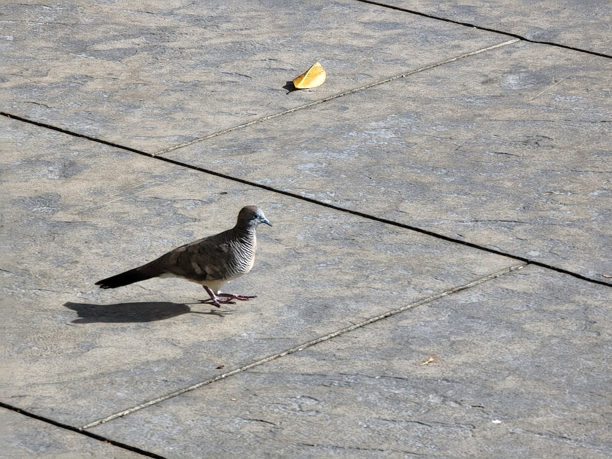 Zebra Dove - ML583442831