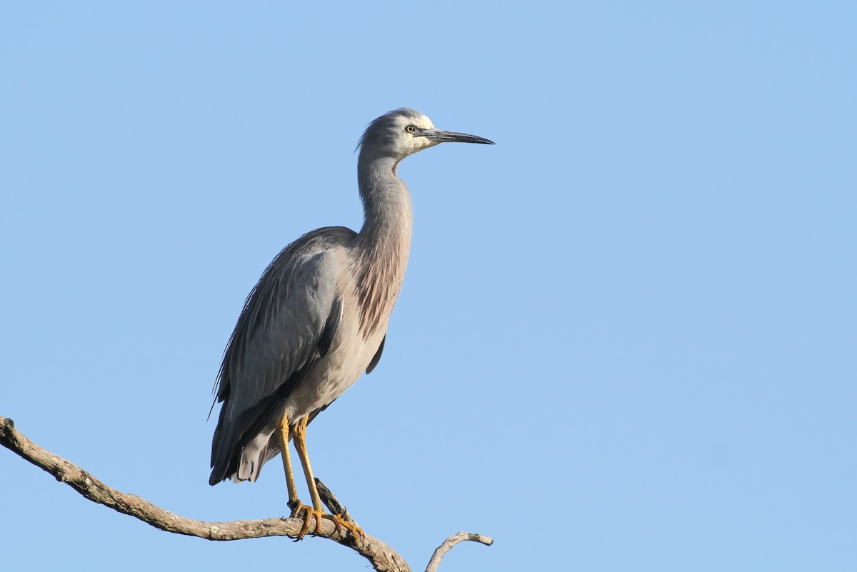 White-faced Heron - ML583443111