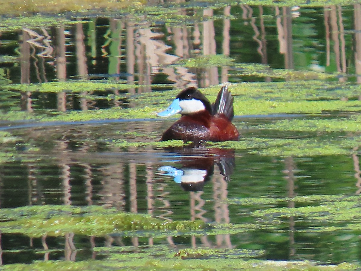 Ruddy Duck - ML583443161