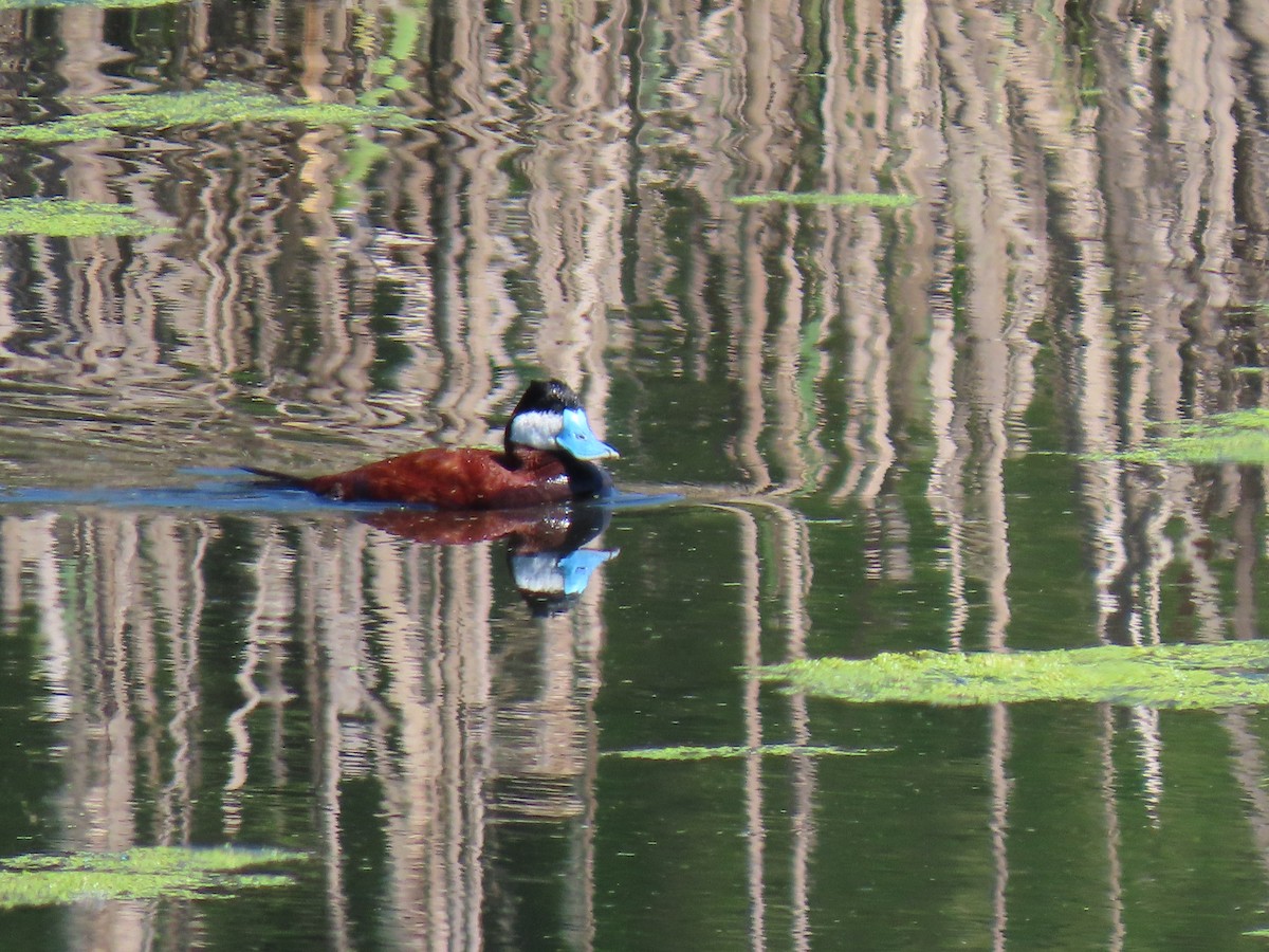 Ruddy Duck - ML583443171