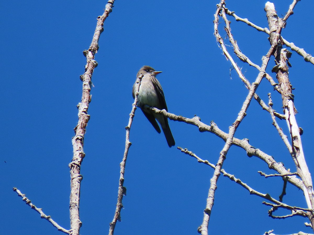 Western Wood-Pewee - ML583443191