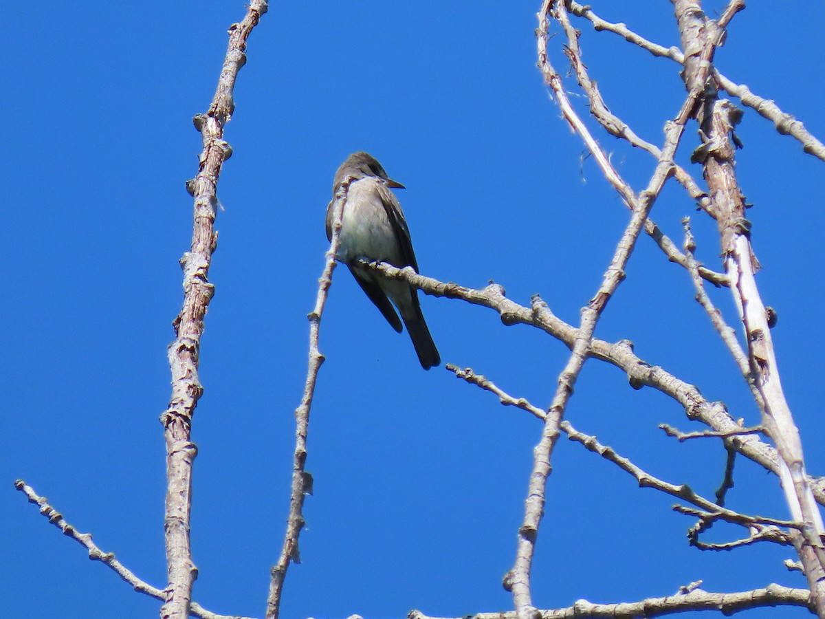 Western Wood-Pewee - ML583443201