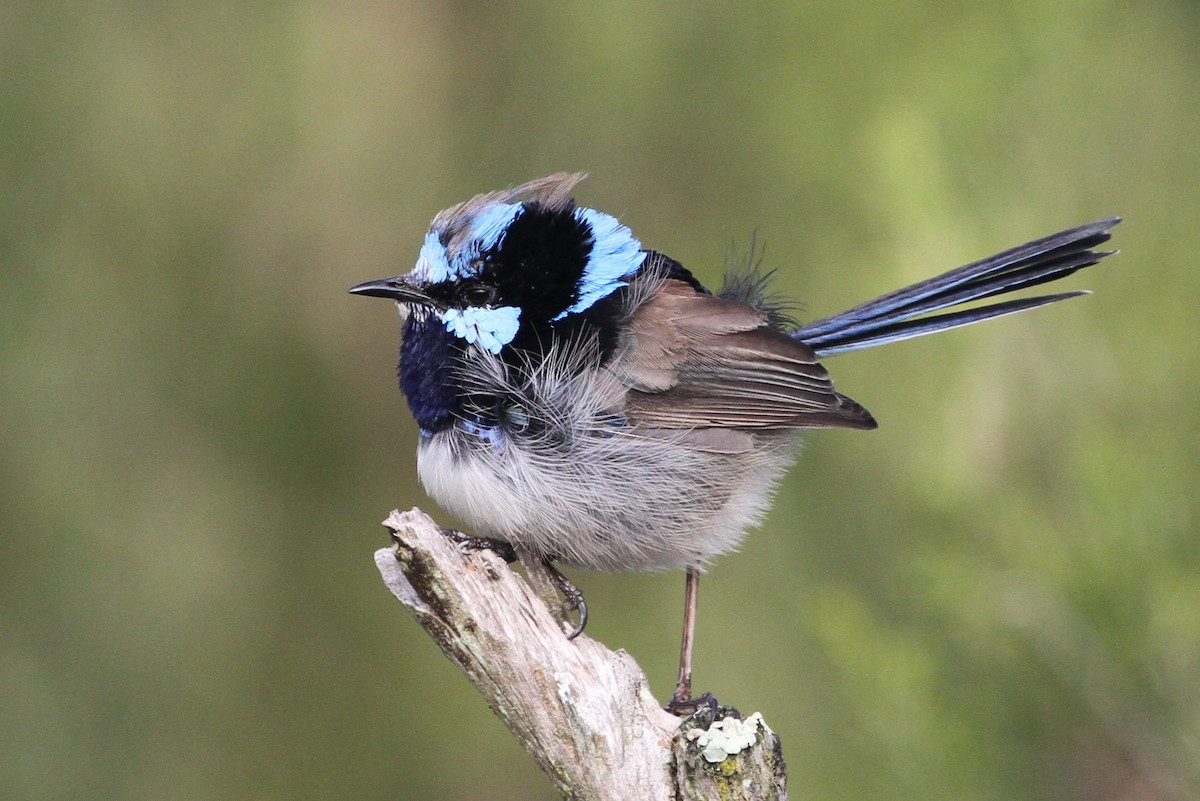 Superb Fairywren - ML583443211