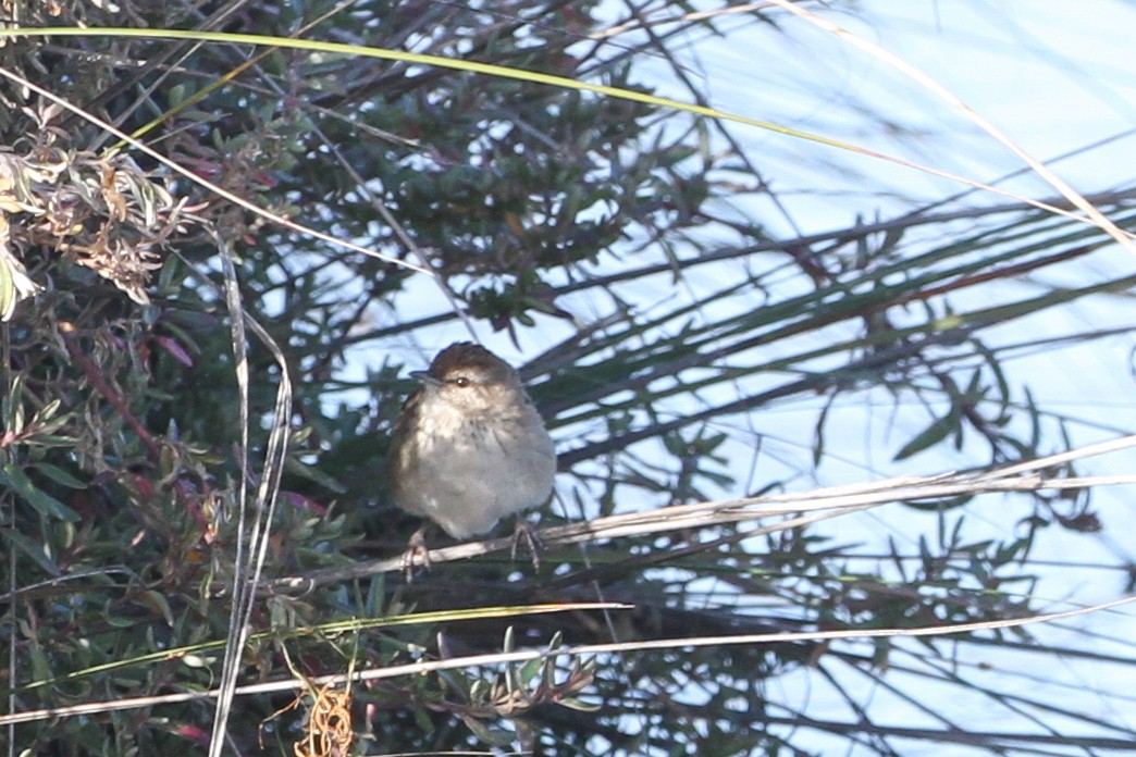 Little Grassbird - ML583443401