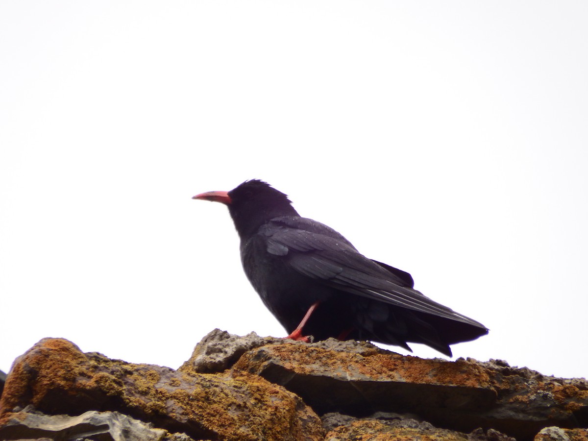 Red-billed Chough - ML583443871