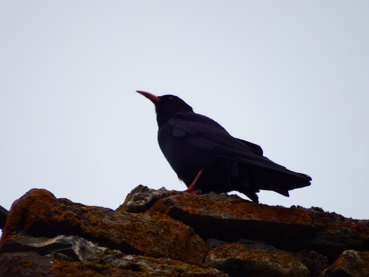 Red-billed Chough - ML583443881