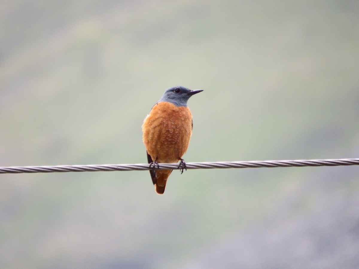 Rufous-tailed Rock-Thrush - Ross Thompson