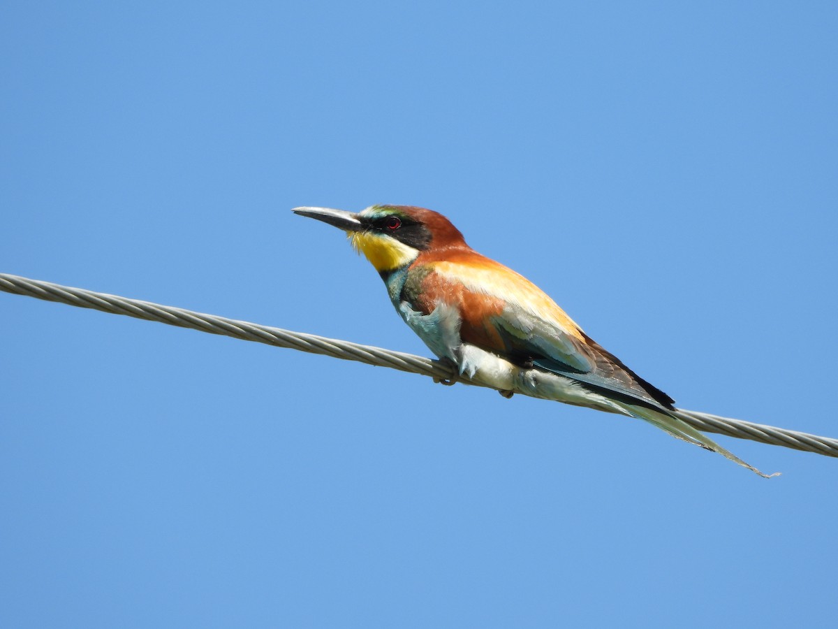 European Bee-eater - ML583443931