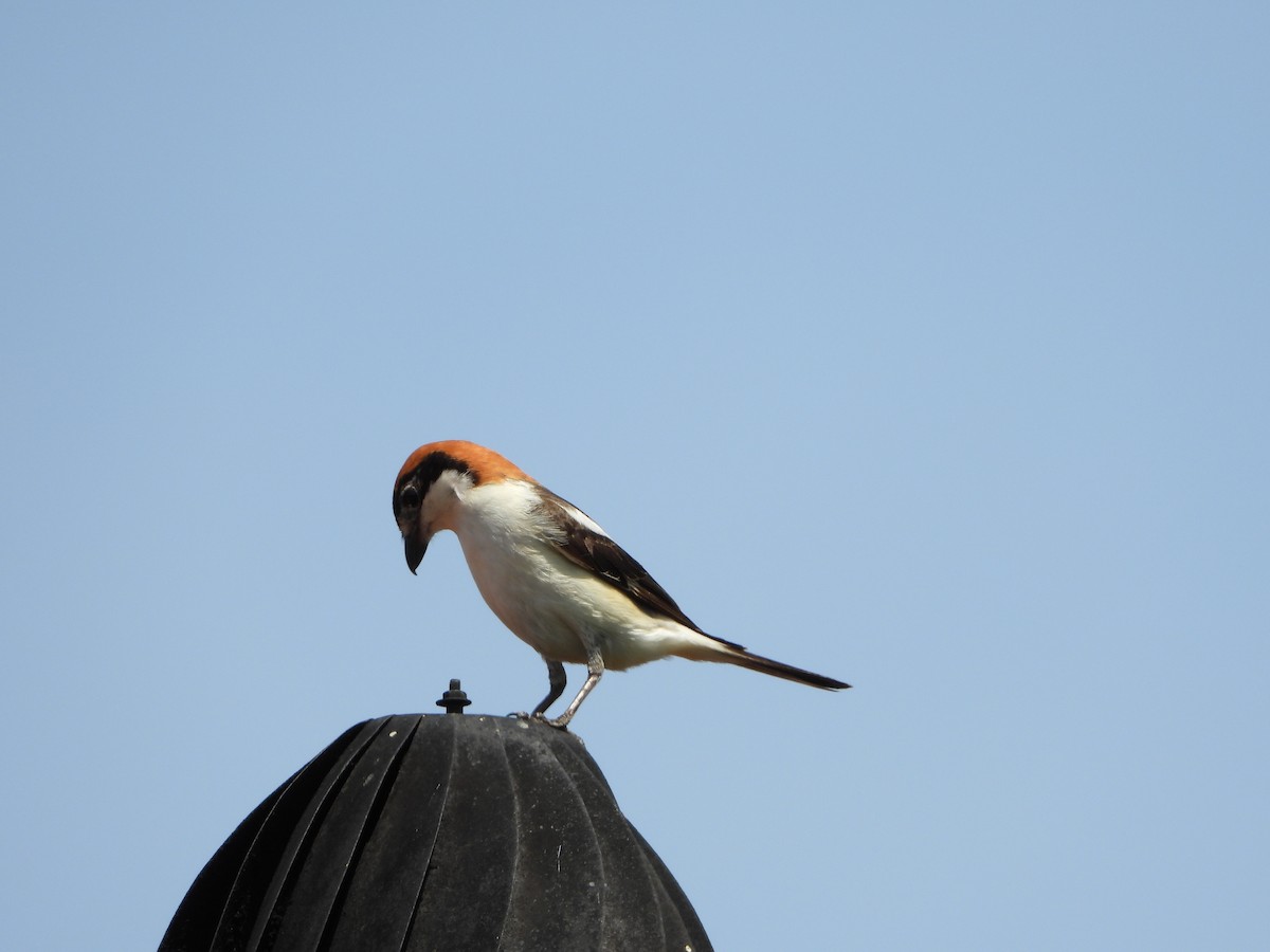 Woodchat Shrike - ML583443941