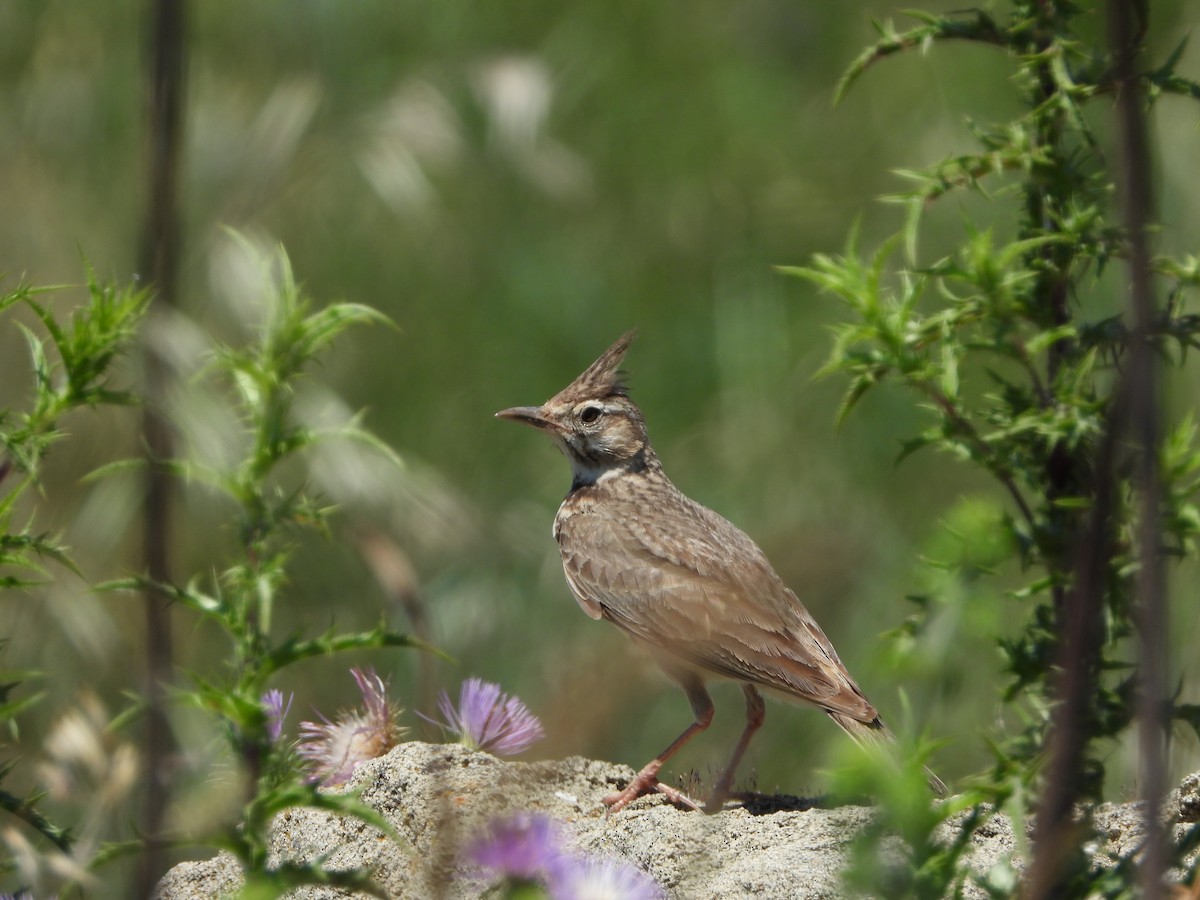 Crested Lark - ML583443981