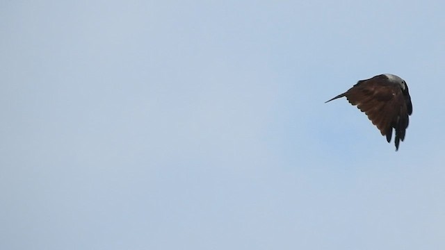 Brahminy Kite - ML583446601