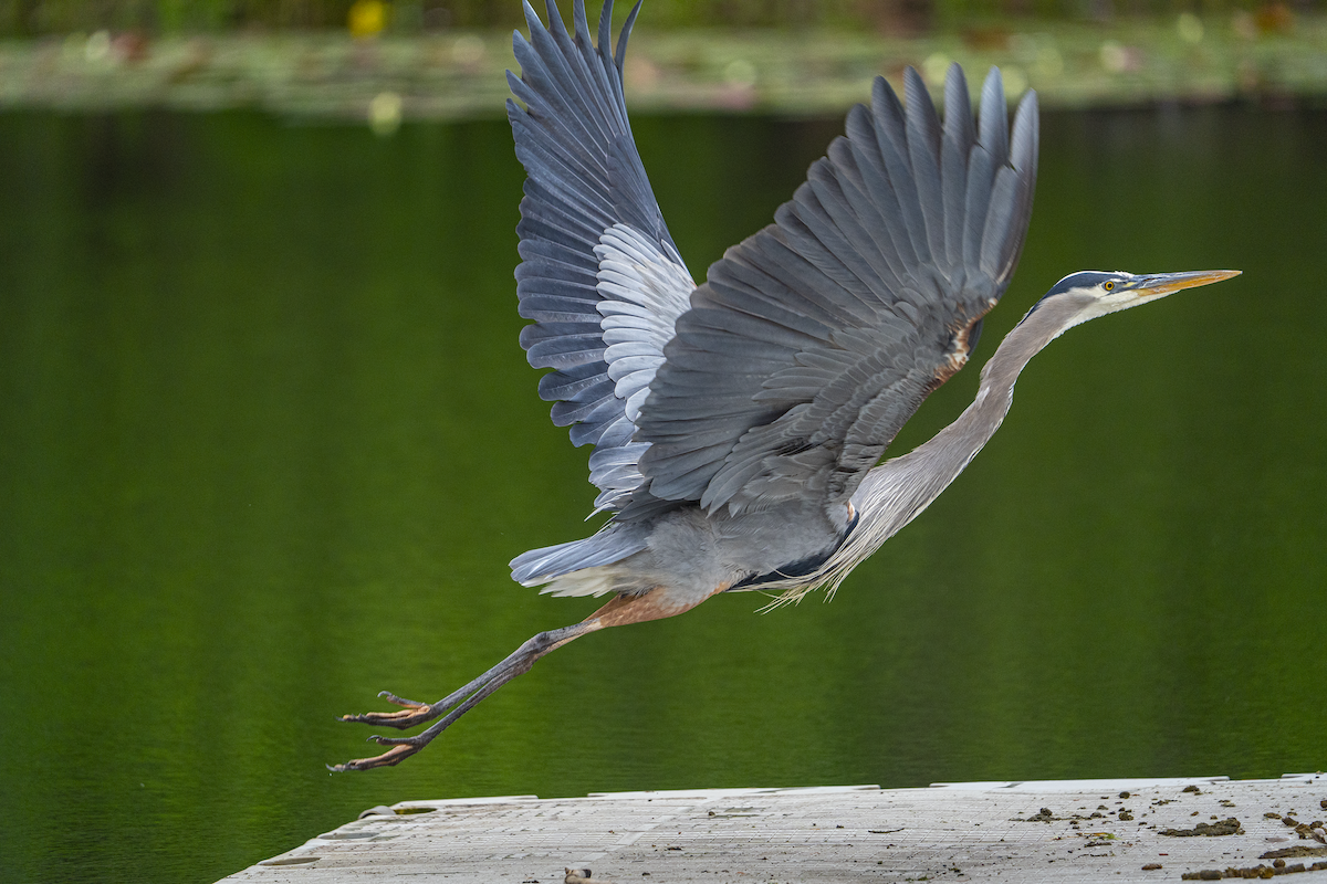 Great Blue Heron - ML583446891