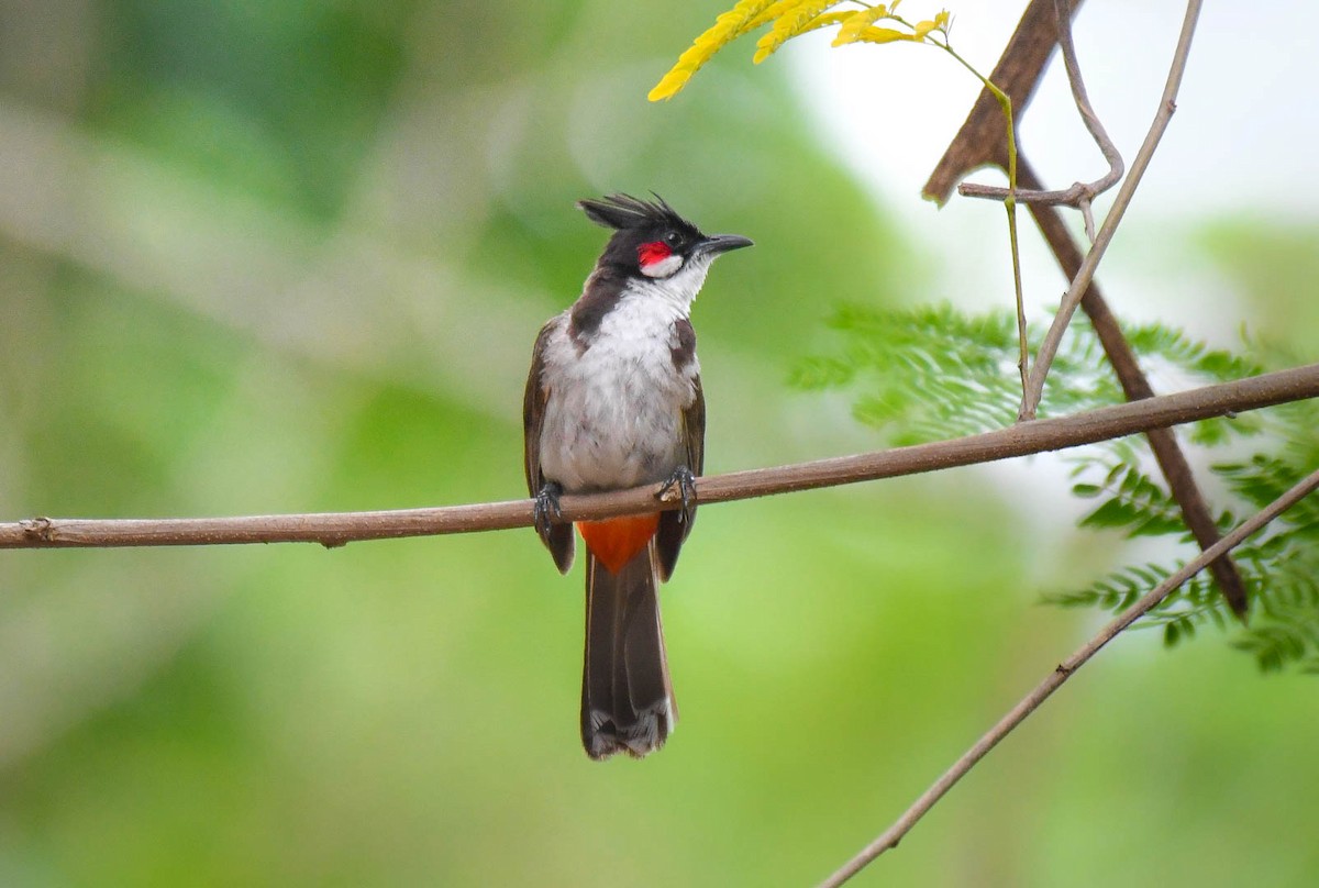 bulbul červenouchý - ML583447401