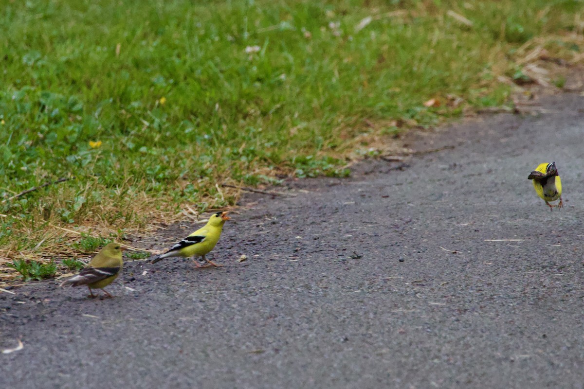 American Goldfinch - Anonymous