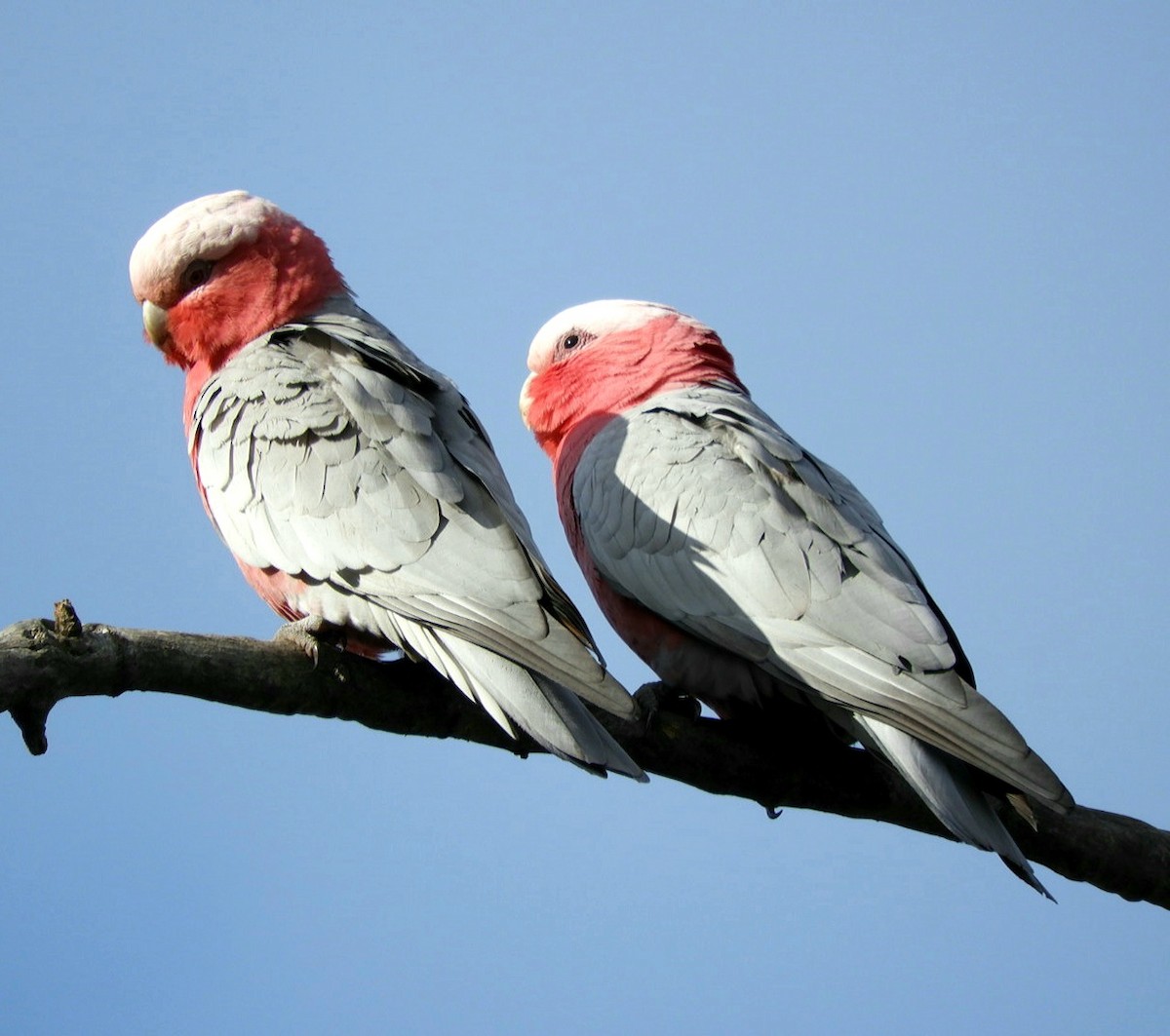 Galah - ML583448181