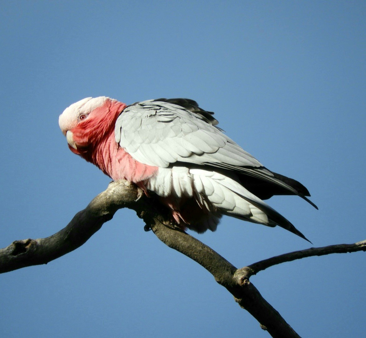 Galah - ML583448191