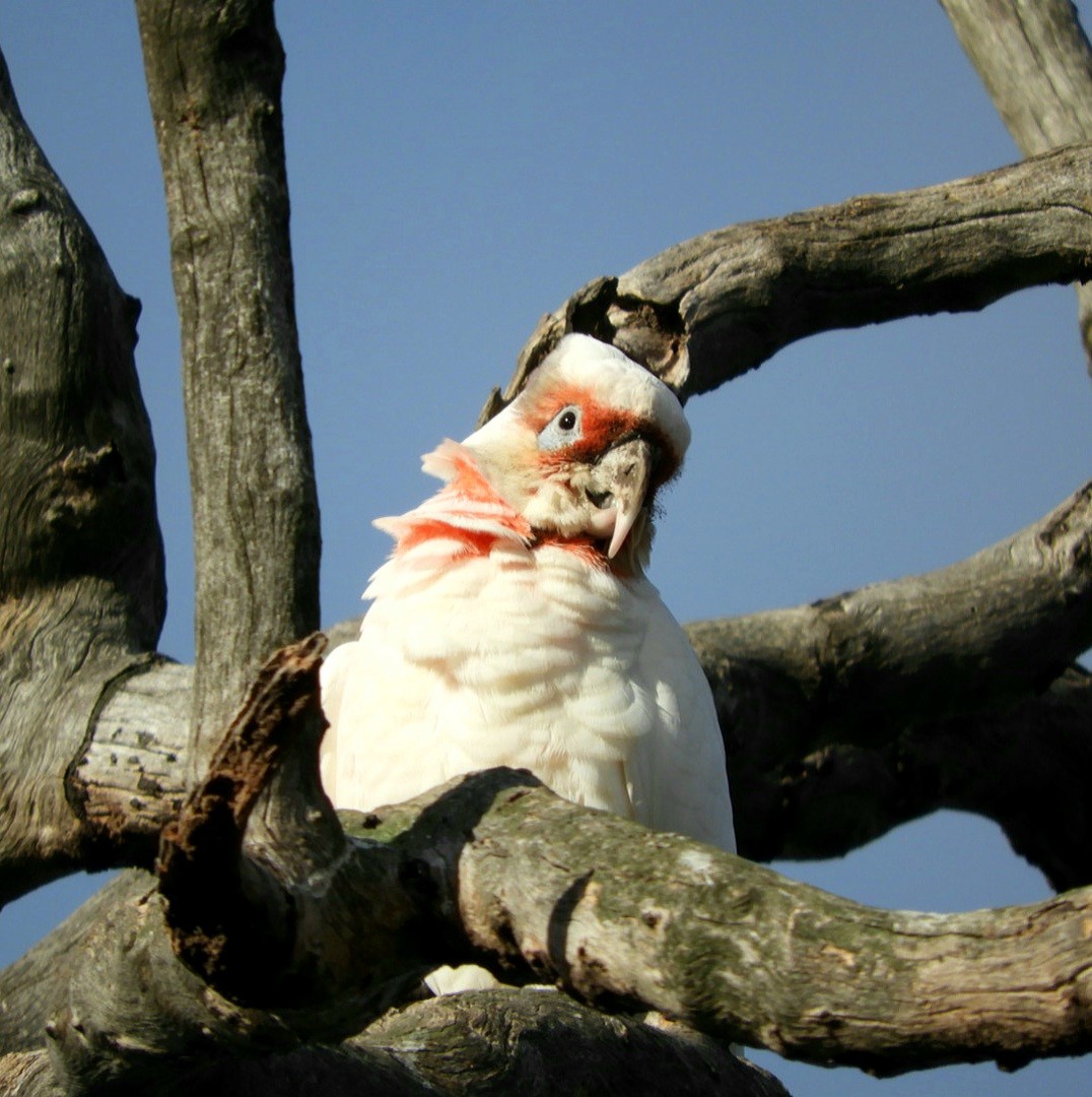 Long-billed Corella - David Fleming