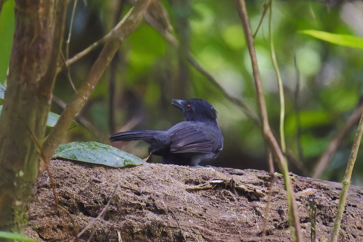 Black-throated Antshrike - ML583449781