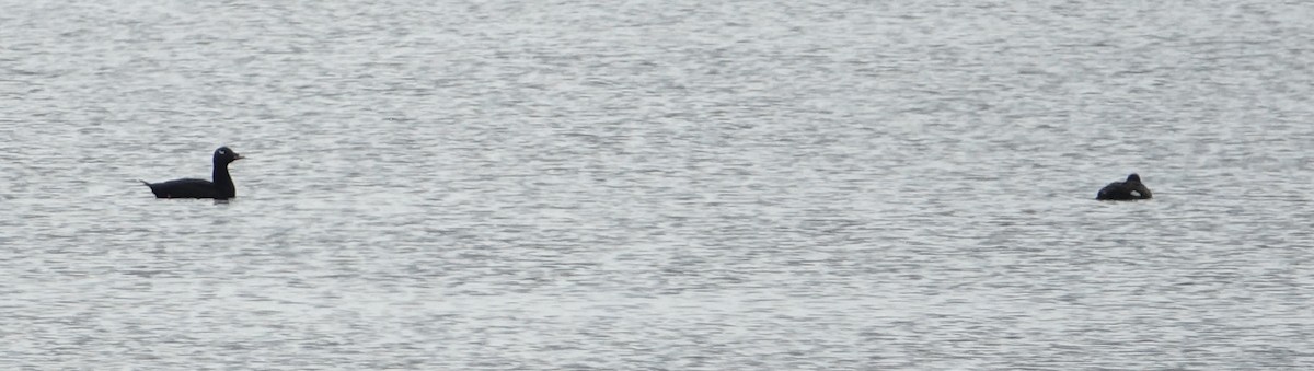 White-winged Scoter - ML58345091
