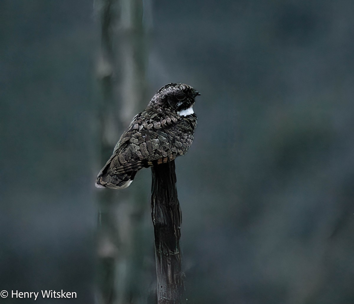 Common Poorwill - Henry Witsken