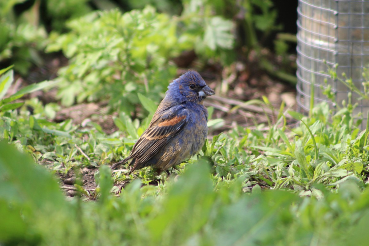 Blue Grosbeak - ML58345281