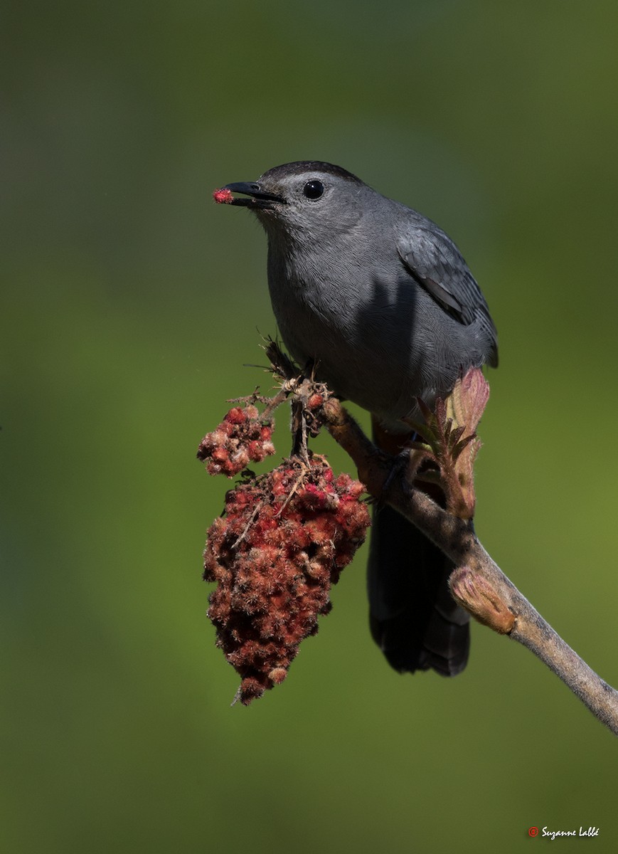 Gray Catbird - ML58345381