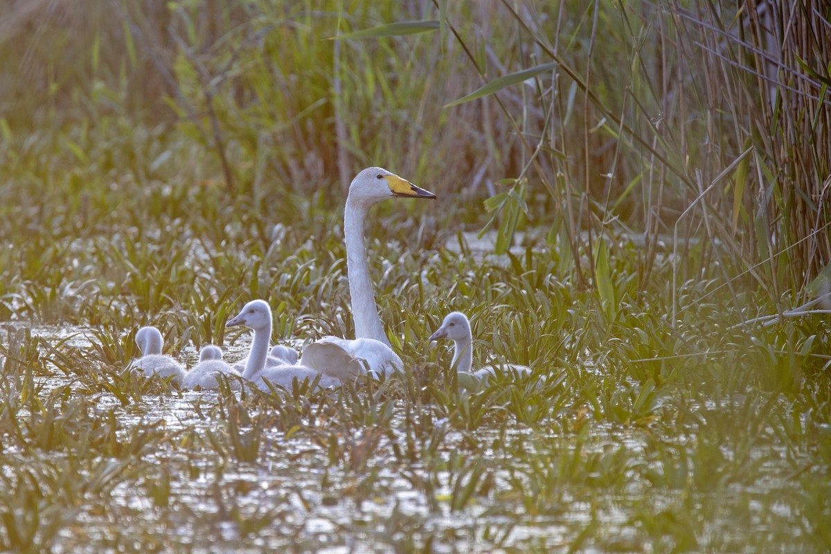 Whooper Swan - ML583455271