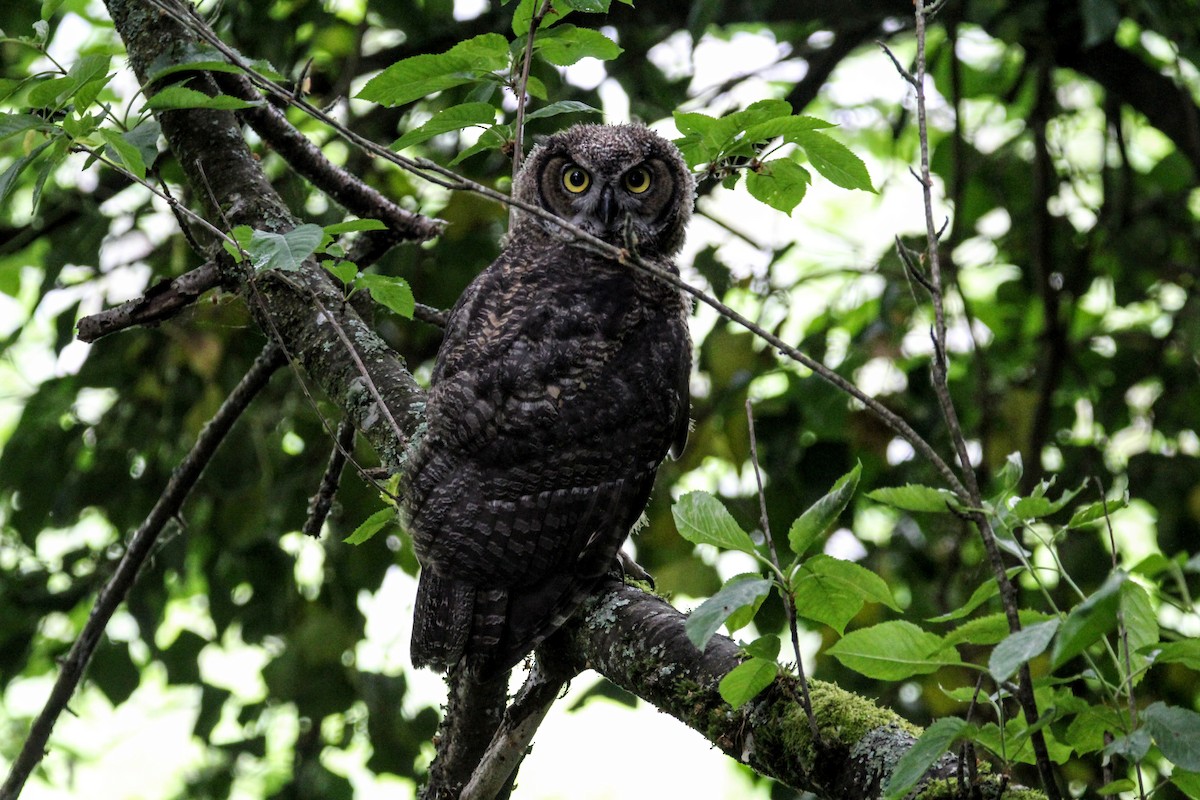 Great Horned Owl - ML583455941