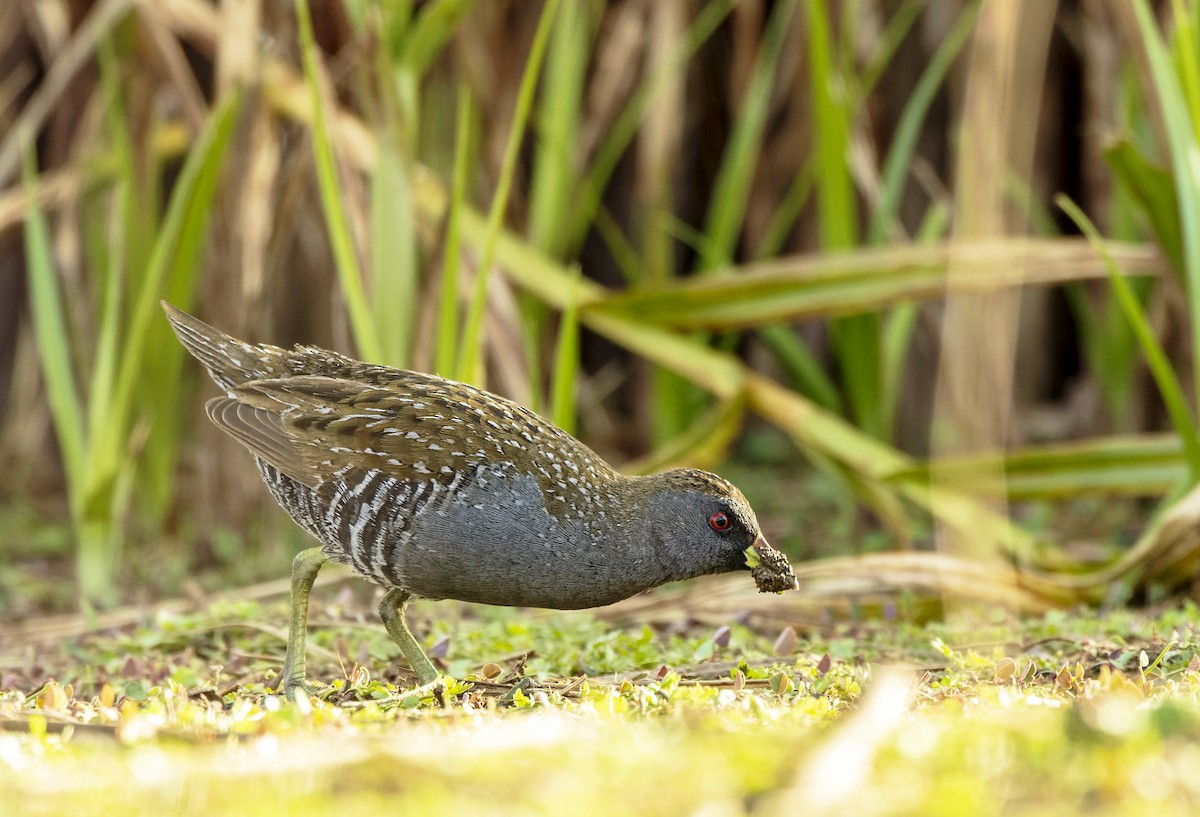 Australian Crake - ML583455971