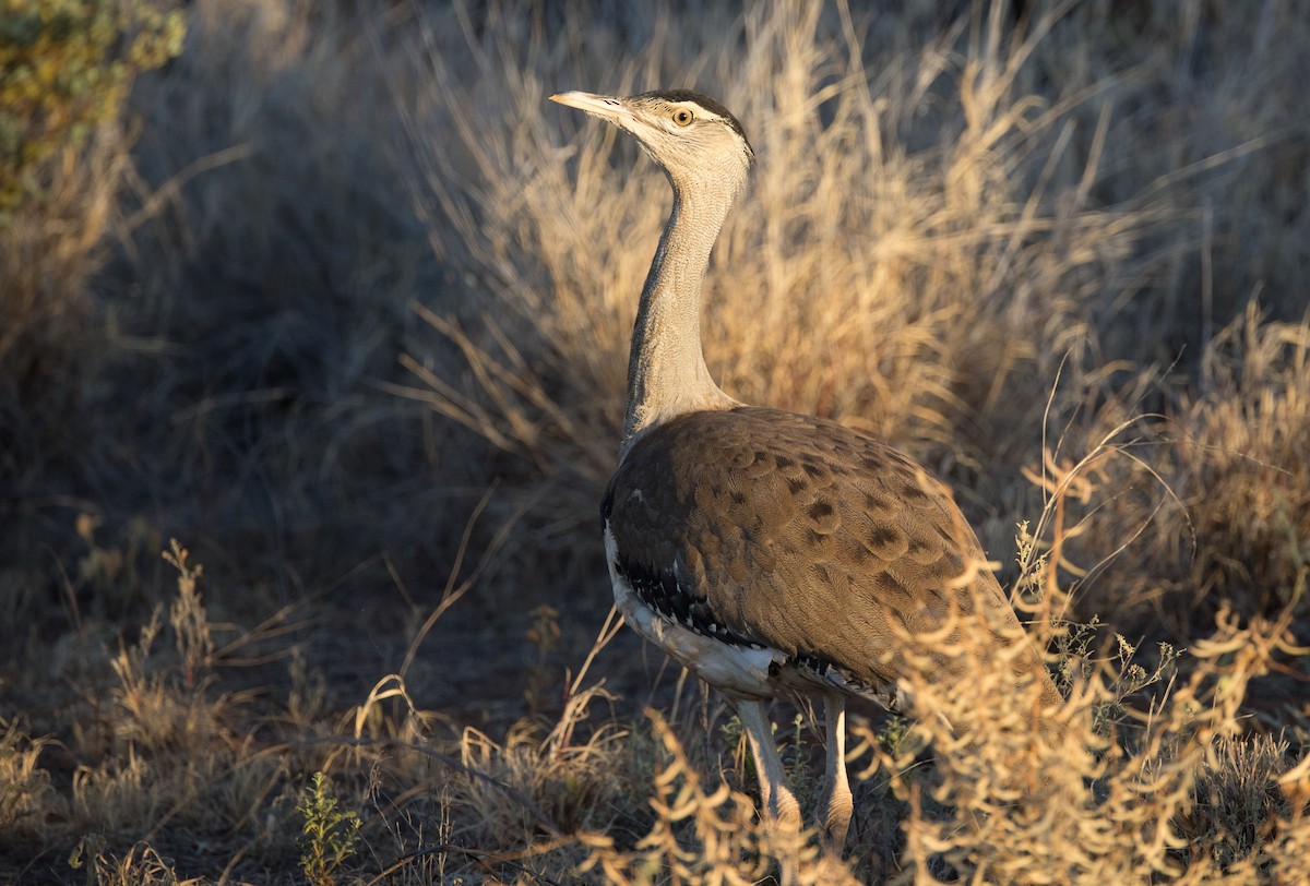 Australian Bustard - ML583456601