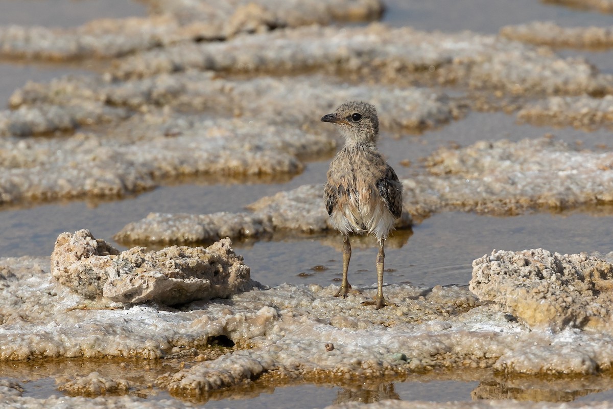 Collared Pratincole - Nikos Mavris