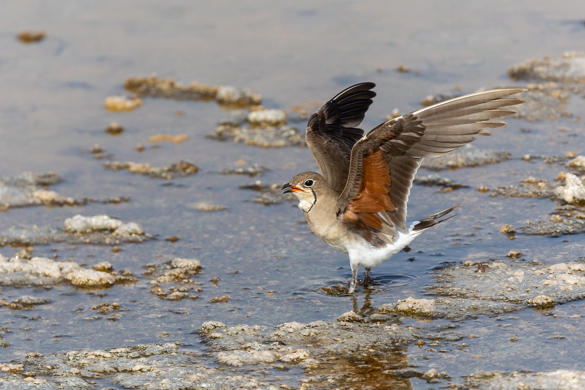 Collared Pratincole - Nikos Mavris