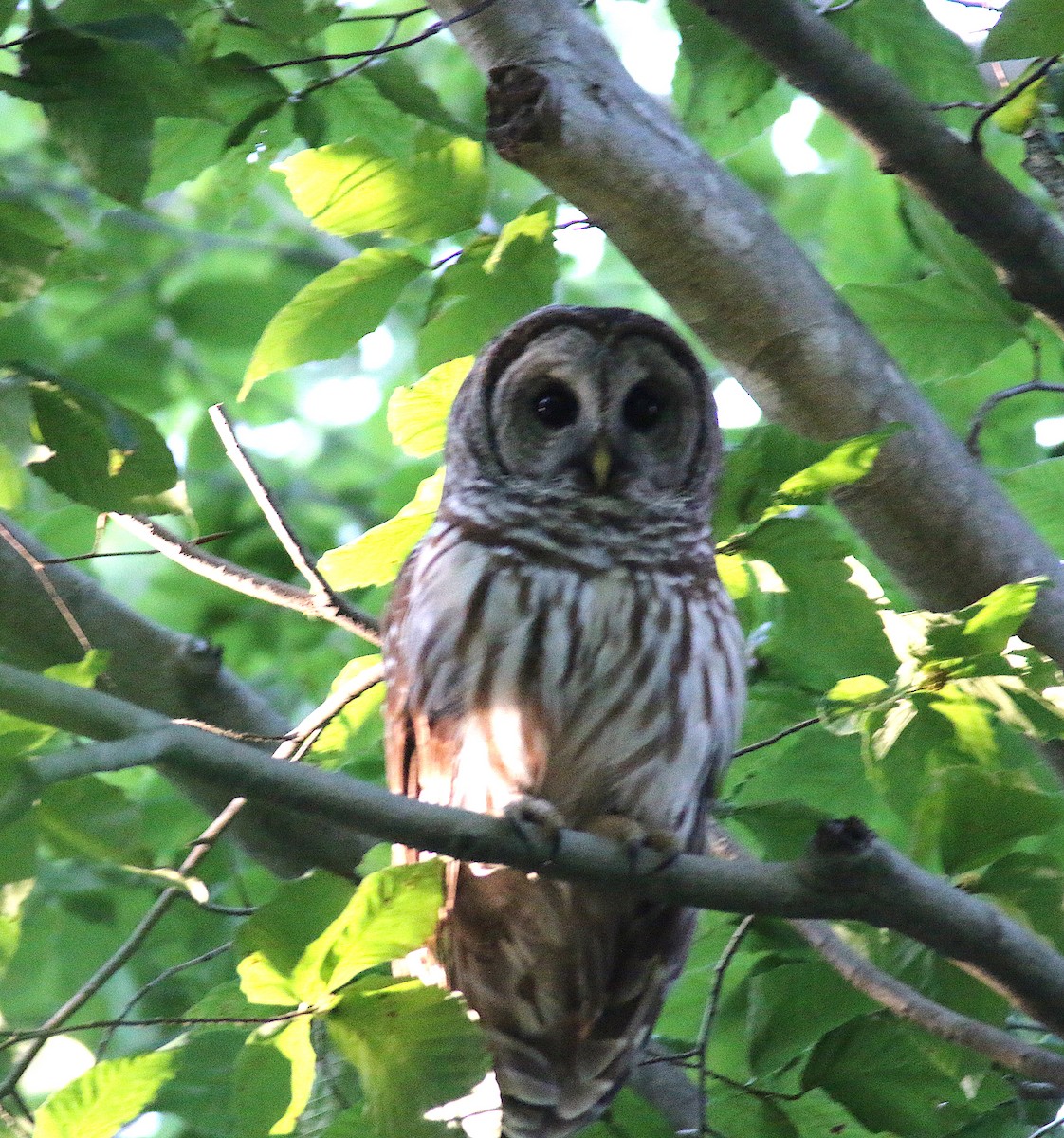 Barred Owl - ML58345751